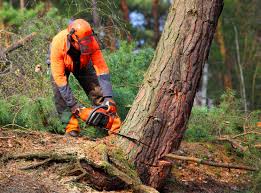 Best Organic Lawn Care Solutions  in Lawton, OK