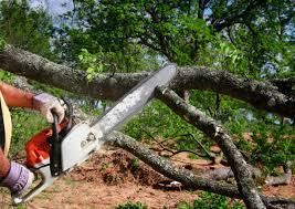 How Our Tree Care Process Works  in  Lawton, OK