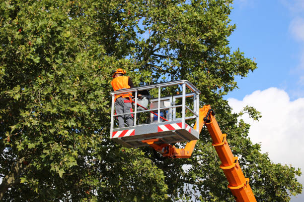 Best Emergency Tree Removal  in Lawton, OK