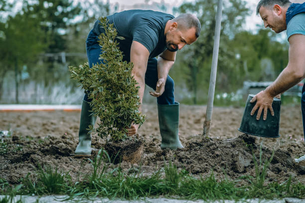 Best Tree Cabling and Bracing  in Lawton, OK