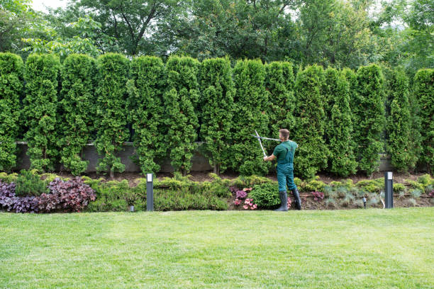 Best Lawn Pest Prevention  in Lawton, OK