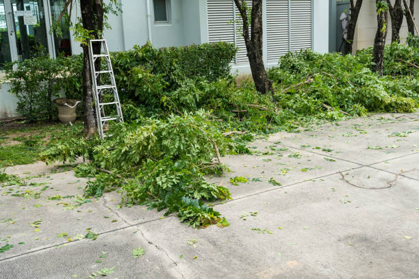 Best Lawn Renovation and Restoration  in Lawton, OK