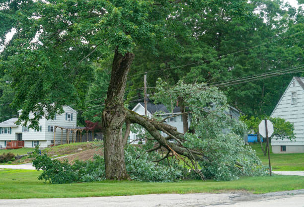 Best Storm Damage Tree Cleanup  in Lawton, OK