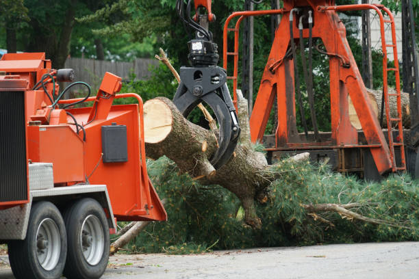 How Our Tree Care Process Works  in  Lawton, OK