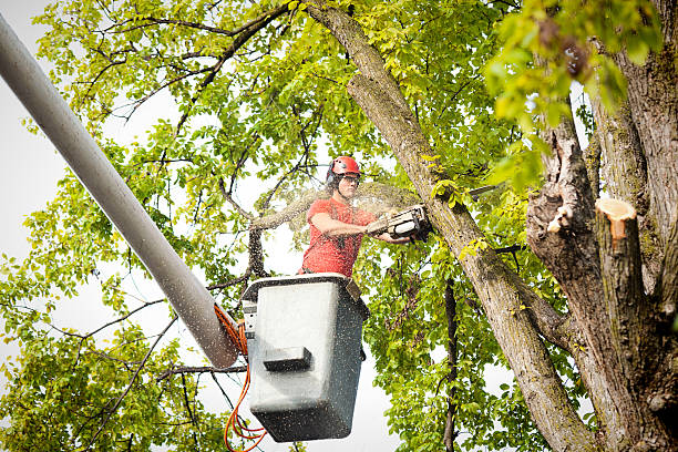 Best Fruit Tree Pruning  in Lawton, OK