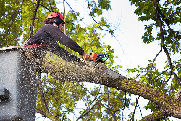 Best Tree Mulching  in Lawton, OK