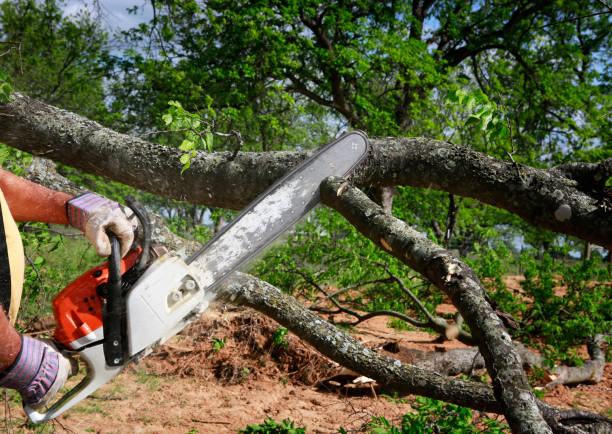 Best Tree Risk Assessment  in Lawton, OK